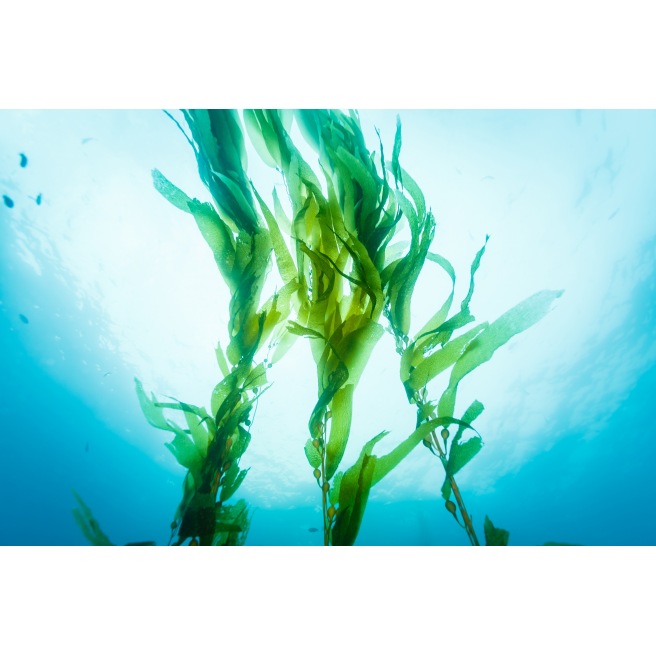 Mixgliss Gel de massage - NU Algue - 1000 ml