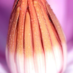 Vaginisme : quand le corps dit non – comprendre, apaiser, retrouver le plaisir Vaginisme : quand le corps dit non – comprendre, apaiser, retrouver le plaisir